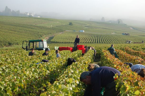 Les Origines - Champagne LACOURTE GODBILLON PREMIER CRU